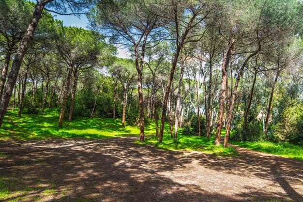 イタリアのサルデーニャ島の松の木