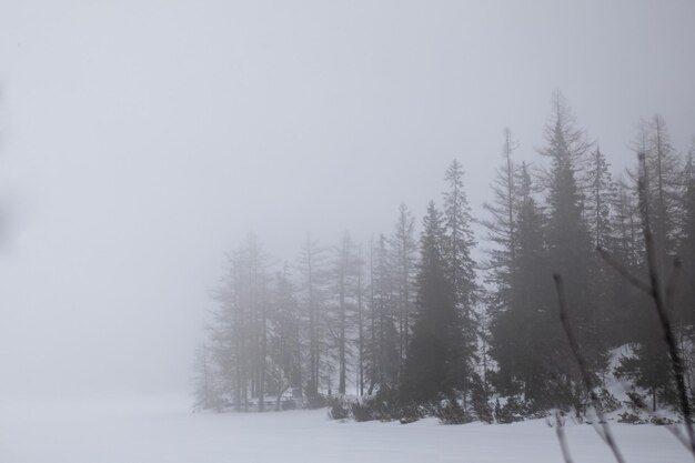 Photo pine trees silhouette in mist copy weather