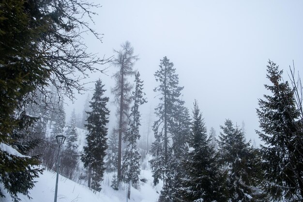 Pine trees silhouette in mist