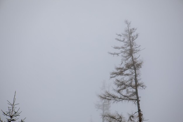 Pine trees silhouette in mist