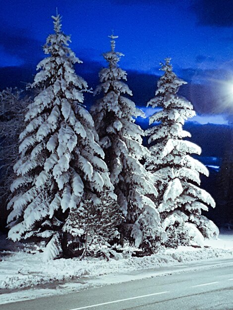 Pine trees on snow covered land against blue sky