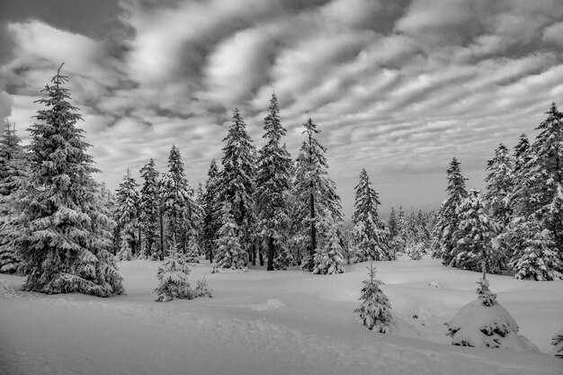 Photo pine trees on snow covered land against sky