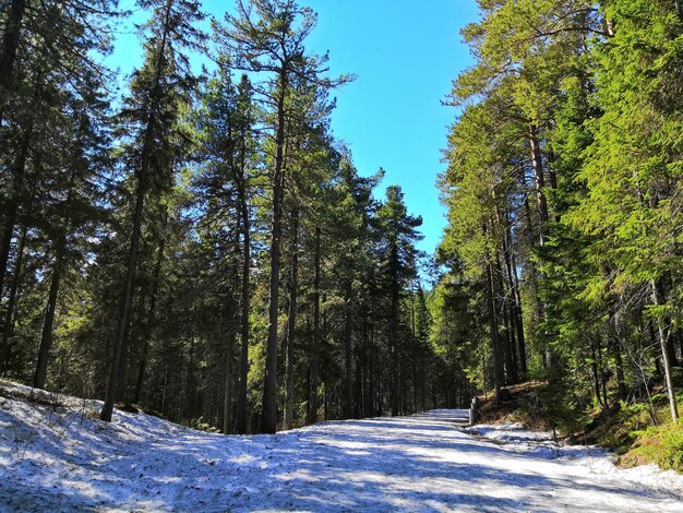 Pine trees on snow covered land against sky