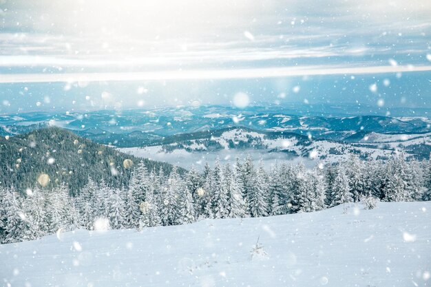 雪で覆われた土地の松の木