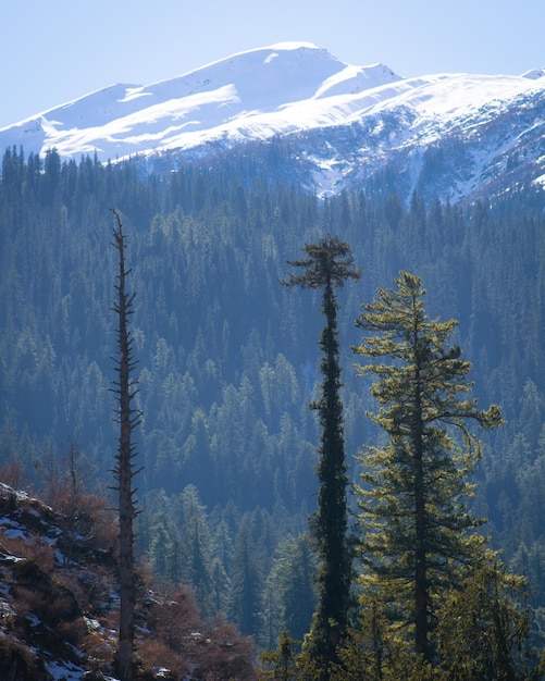 Photo pine trees on snowcapped mountains against sky