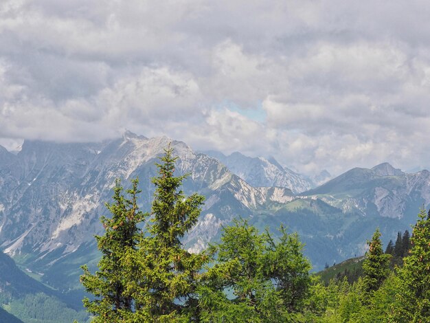 Pine trees on snowcapped mountains against sky