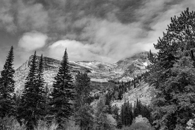 Photo pine trees on snowcapped mountains against sky