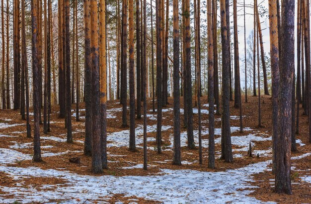 Pine trees in spring forest