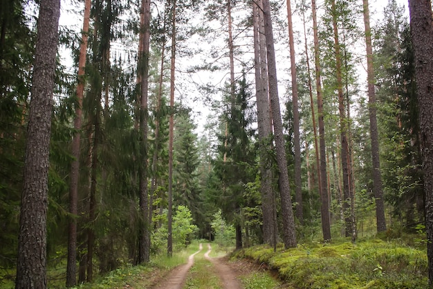 Pine trees in summer forest.