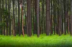 Photo pine trees, tall green trunks,beautiful pine trees and green grass for nature background