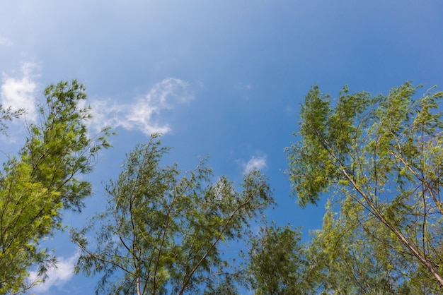 Pine trees trunks and tops view from the bottom