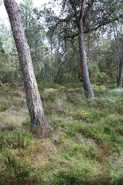 Pine trees in a wild forest in summer Landscape of green vegetation with bushes and shrubs growing in nature or in a secluded uncultivated environment on a beautiful sunny day