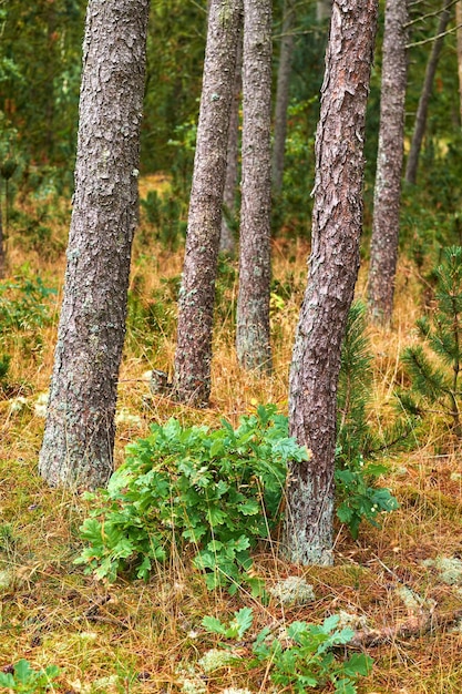 Foto alberi di pino in una foresta selvaggia in estate paesaggio di vari pini vegetazione verde con cespugli e arbusti che crescono in natura o in un ambiente incolto appartato in una bella giornata di sole