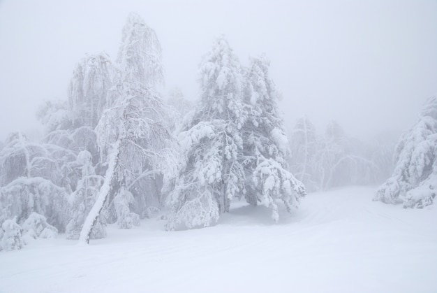 Pine trees in winter snow at fog