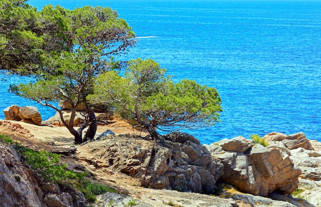 海の上の岩の多い海岸に円錐形の松の木。