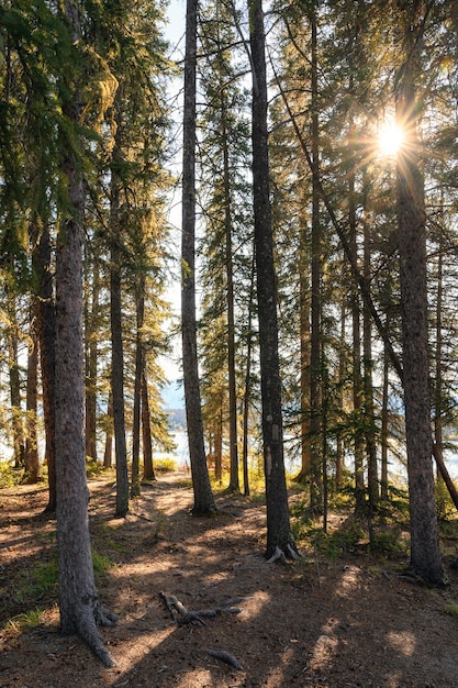 Pine trees with sunlight in autumn forest at national park