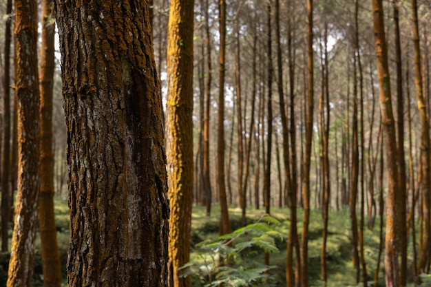 Pine trees