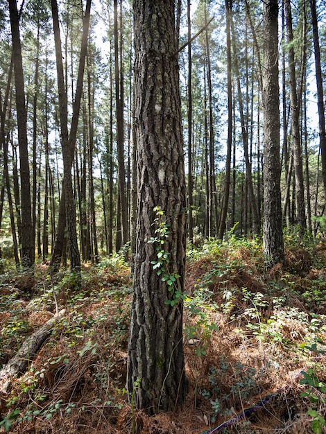 Pine trunk in the middle of a Mediterranean pine forest in Spain