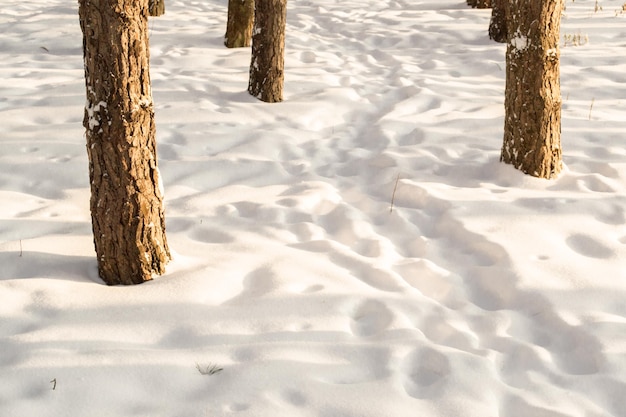 雪の冬の季節の垂直方向の松の幹のクローズアップ