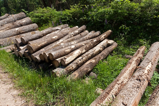 Tronchi di pino durante la preparazione del legno per la lavorazione del legno, raccolta di tronchi di pino nella foresta