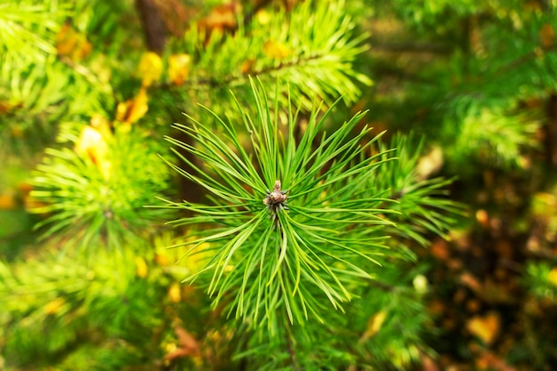 Pine twig with needles closeup Natural green plant background with copy space