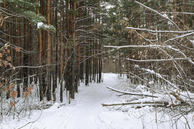 Pine winter besneeuwde bos op een bewolkte ijzige dag