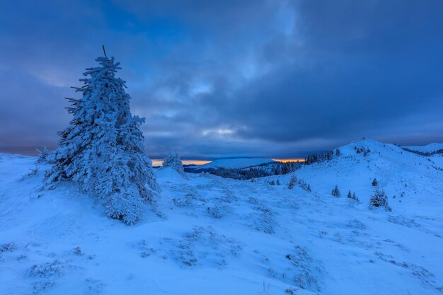 Pine in winter