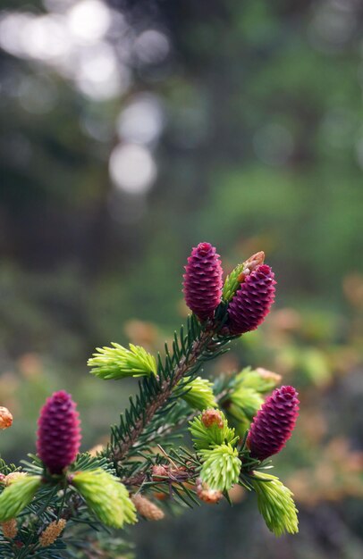 Pine with beautiful colour of cone