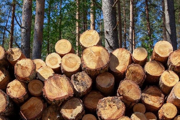 Pine wood of coniferous trees during logging