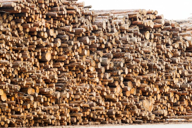 Pine wood saw cuts in a pile of logs, general view of harvested logs