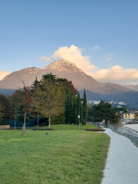 Pine woodland in mandello del lario