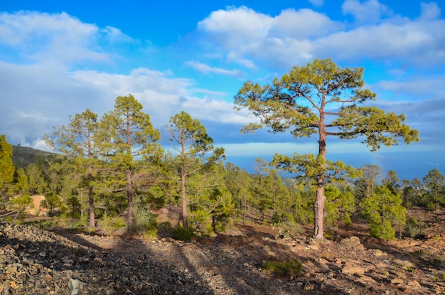 Pine Woods Forest in Tenerife Canary Islands Spain