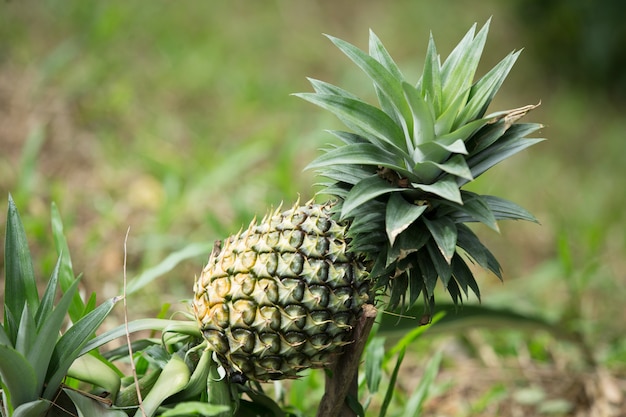 Pineapple on blurred nature