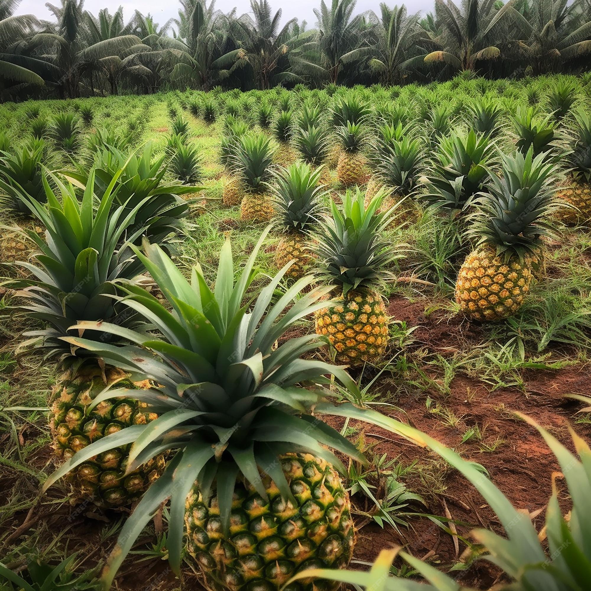 Premium Photo A pineapple farm in the dominican republic