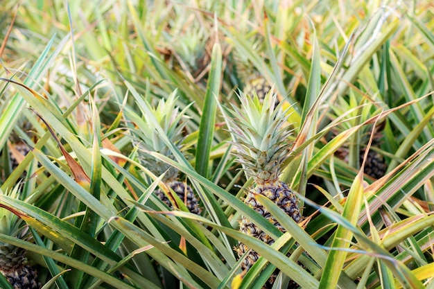 Pineapple in farm with sunlight in summer.