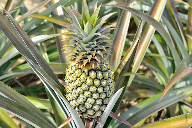 Pineapple farm