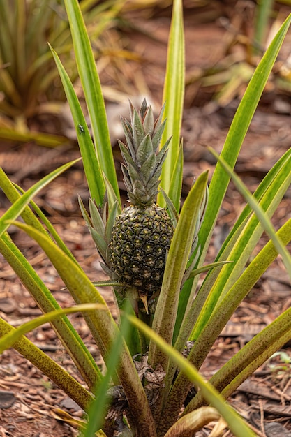 Pineapple Fruit Plant