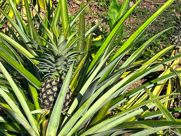 Pineapple growing on plant in garden