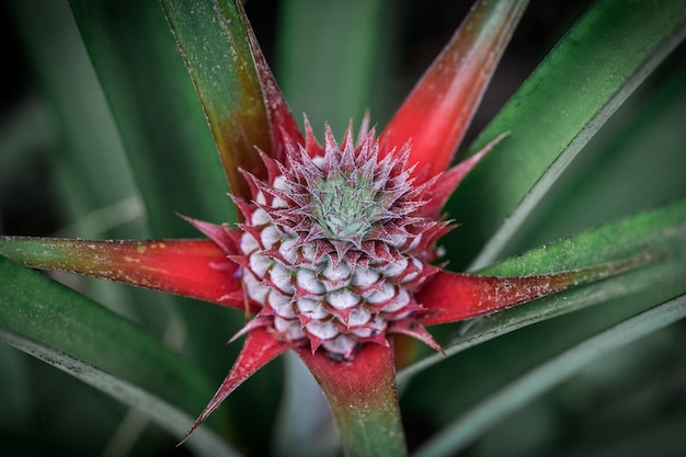 Pineapple is flowering