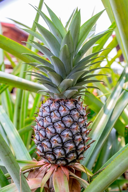 Pineapple isolated on white background