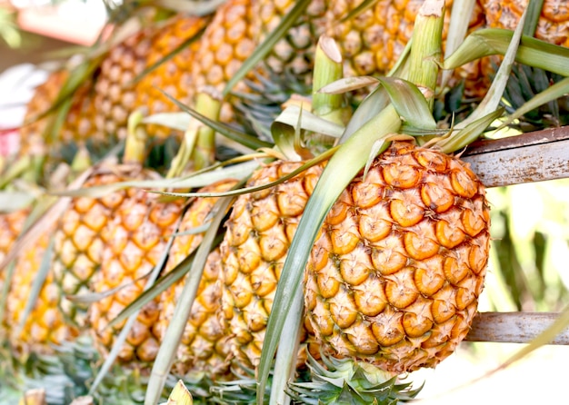 Pineapple on the market.