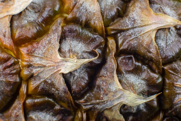 Pineapple peel texture background. Exotic fruit close up photo, macro view. Beautiful wallpaper.