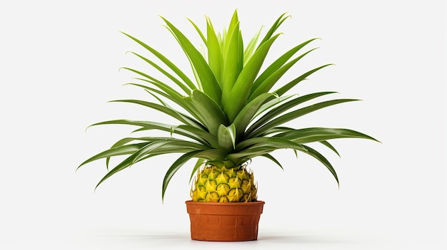 Pineapple Plant Isolated on Transparent Backgrou