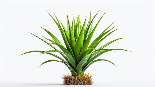 Pineapple Plant Isolated on Transparent Background