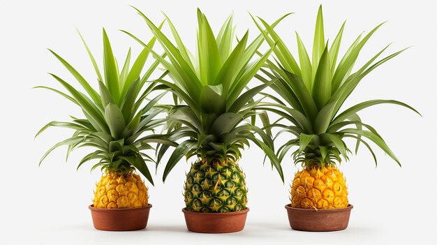 Photo pineapple plant isolated on transparent background