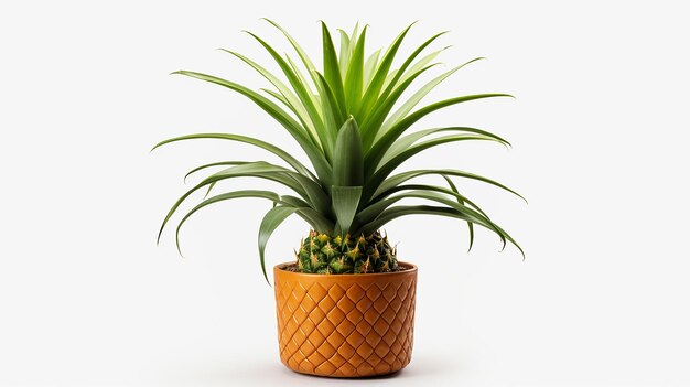 Pineapple Plant Isolated on Transparent Background