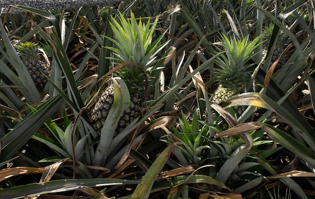 Pineapple plantation farm in Brazil