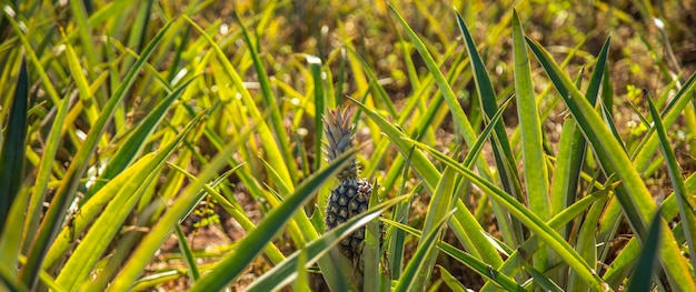 Pineapple plantation fruit exotic