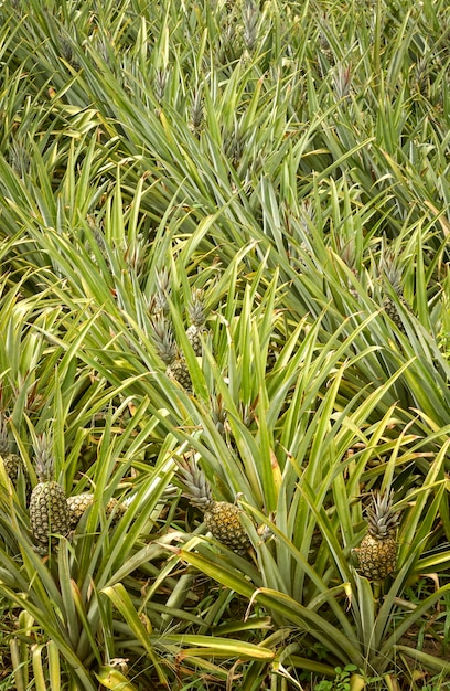 Piantagione di ananas a santa rita, paraiba, brasile. agricoltura brasiliana.