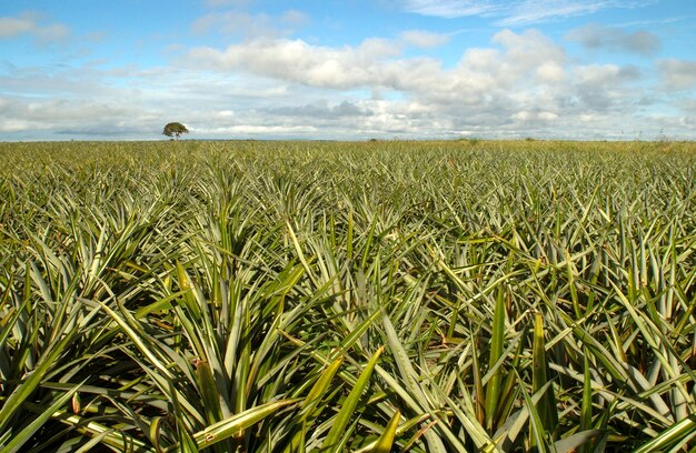 Pineapple plantation in Santa Rita, Paraiba, Brazil. Brazilian agriculture.